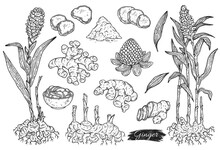 Ginger Spicy Plant Big Set Hand Drawn Sketch Vector Illustration Isolated.