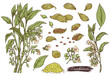 Cardamom spice plant hand drawn set of sketch ink vector illustrations isolated.