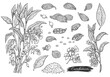 Cardamom plant botanical hand drawn set of sketch vector illustration isolated.