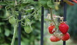 Nahaufnahme von reifen Erdbeeren und unreifen Tomaten