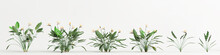 3d Illustration Of Set Strelitzia Tree Isolated On White Background