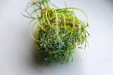 Wall Mural - close up view of beautiful white wild carrot flower