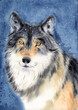 Leinwandbild Motiv Watercolor illustration of a fluffy gray fawn wolf with light blue eyes on a blue background under the falling snow