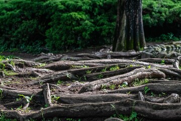 Mystical view of the intertwined old tree roots on the surface of the ground in a tropical forest