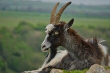Closeup Shot Of A Male Goat Sitting In A Field On Blurred Background