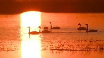 Sticker - Beautiful shot of several swans swimming during sunset