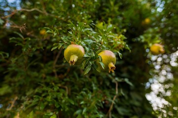 Sticker - Unripe pomegranate hanging on tree branch in garden. A fresh crop growing on healthy farm tree