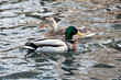 Mallard Drake And Hen Swimming On A Pond