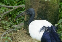 African Sacred Ibis With Long Beak In The Green Park