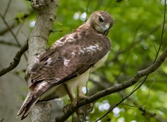 Sticker - Closeup shot of a Red-tailed hawk on tree branch in the park