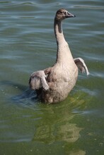 Vertical Shot Of A Goose Standing In The Shallow Water And Waving Its Wings