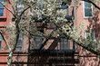 Fire Escape with White Flowering Trees on a Colorful Old Apartment Building on the Upper East Side of New York City during the Spring