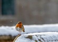 Closeup Shot Of A European Robin Bird Standing On Snowy Texture Ground With Blur Background