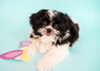 Puppy on a blue background with paper bunny ears. Funny shih tzu puppy portrait