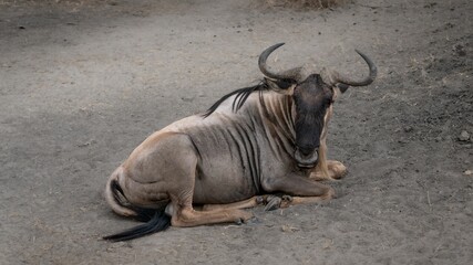 Wall Mural - Gray wildebeest lying on the ground