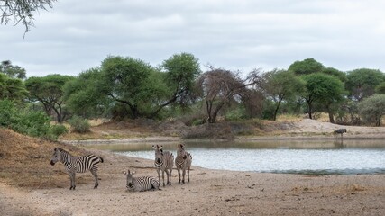 Sticker - Herd of zebras in a small stream in nature