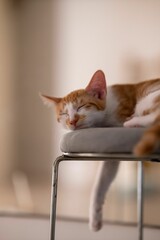 Canvas Print - Vertical shot of a ginger cat sleeping on a chair