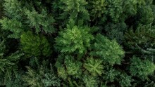 Drone Looking Down On The Forest Trees Around Loch Lomond