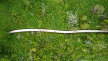 Top View Of The Road Passing Through The Green Vegetation