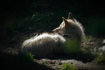 Coywolf resting in a sunny spot amid the darkness