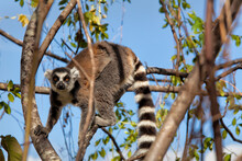 Ring Tailed Lemur, Isalo National Park, Isalo, Madagascar