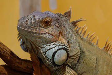 Canvas Print - Closeup of iguana in aquarium in Zoological Park Saint Martin la Plaine, France