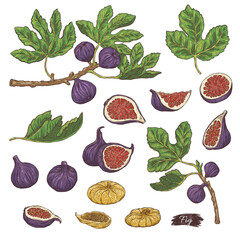 Wall Mural - Set of fig plant parts and leaves, sketch vector illustration isolated.