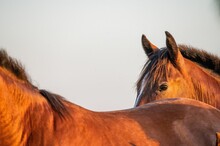 Closeup Shot Of A Criollo Horse Behind Another Horse In A Farm During Sunset
