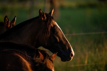 Sticker - Closeup shot of a Criollo horse in a farm during sunset