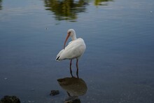 Selective Focus Shot Of A White Ibis Bird Looking Behind While Standing On Water