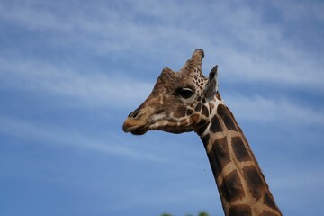 Poster - Close up shot of a head of a northern giraffe from side profile