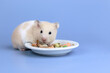 Cute and funny fluffy Syrian hamster eats pet food on a blue background. Home favorite pet. Copy space