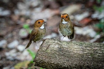 Poster - Close-up shot of European pied flycatchers on a tree log