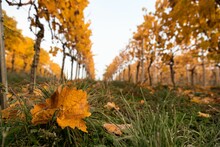 Close Up Of Brown Vine Leaf In Autumn On The Ground On A Vineyard