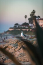 Vertical Shot Of A Seagull Standing On The Beach Sand With A Resort View Blurred In The Background