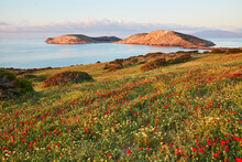 Wildflower Season In Spring, Schinoussa, Cyclades, Greek Islands, Greece