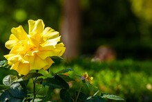 Closeup Shot Of A Yellow Hibiscus Flower In A Garden On A Sunny Day