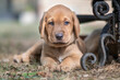 © robertharding - Brown Broholmer dog breed puppy lying on ground and looking into camera, Italy