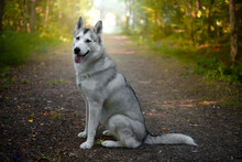 Siberian Husky Dog Side View, Sitting And Looking Into Camera, Italy
