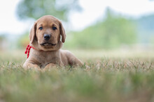 Brown Broholmer Dog Breed Puppy Lying On The Grass And Looking Into Camera, Italy