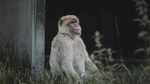 Peaceful Macaque Sitting On A Grass