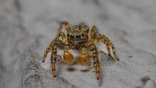 Closeup Of A Gray Wall Jumper Walking On A Sandy Ground