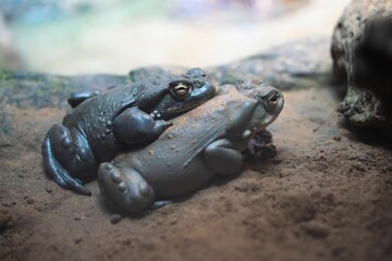 Couple of toads on the sand