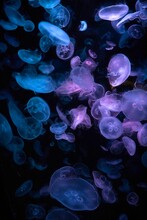 Vertical Shot Of Blue Jellyfish Swimming Underwater