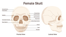 Human Female Skull. Leteral And Frontal View Of Face Bones. Didactic Scheme