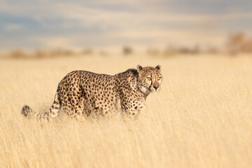 Wall Mural - Cheetah walking in dry grass of the Kalahari desert, Kgalagadi Transfrontier Park, South Africa