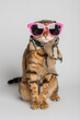 A fashionable cat in funny glasses and a scarf sits on a white background.