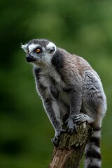 Sticker - Selective of a lemur on a tree