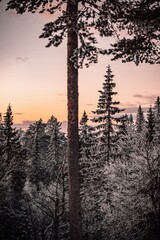 Sticker - Beautiful landscape of fir trees in snow in Sweden