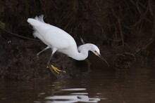 Graceful White Egret Resting By The Lakeshore